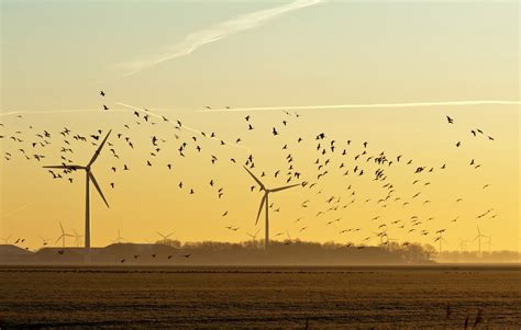 Lara Williams: How to stop wind turbines killing bats and birds